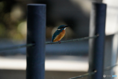 いつもの公園「こちらも近い」（リクエストにお応えして）（撮って出し）