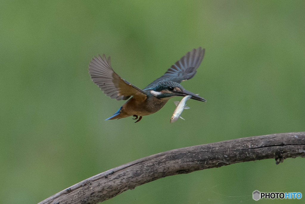いつもの公園「お持ち帰り」（３）