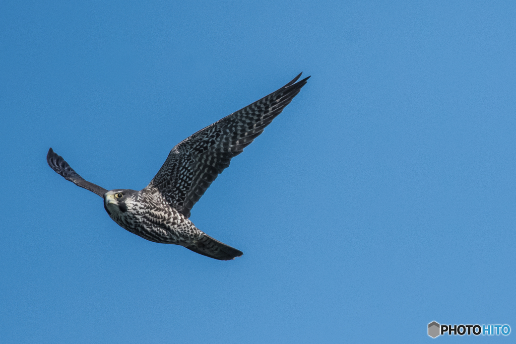 利根川小春日和「早いぞハヤブサ」？（２）