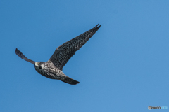 利根川小春日和「早いぞハヤブサ」？（２）