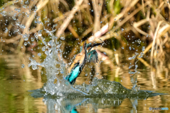 いつもの公園「ダンスウイング」