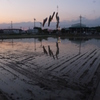 散歩道、夕景　５－４「田植え頃」