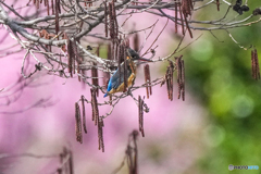 いつもの公園「さくらカワセミ」
