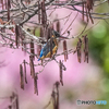 いつもの公園「さくらカワセミ」