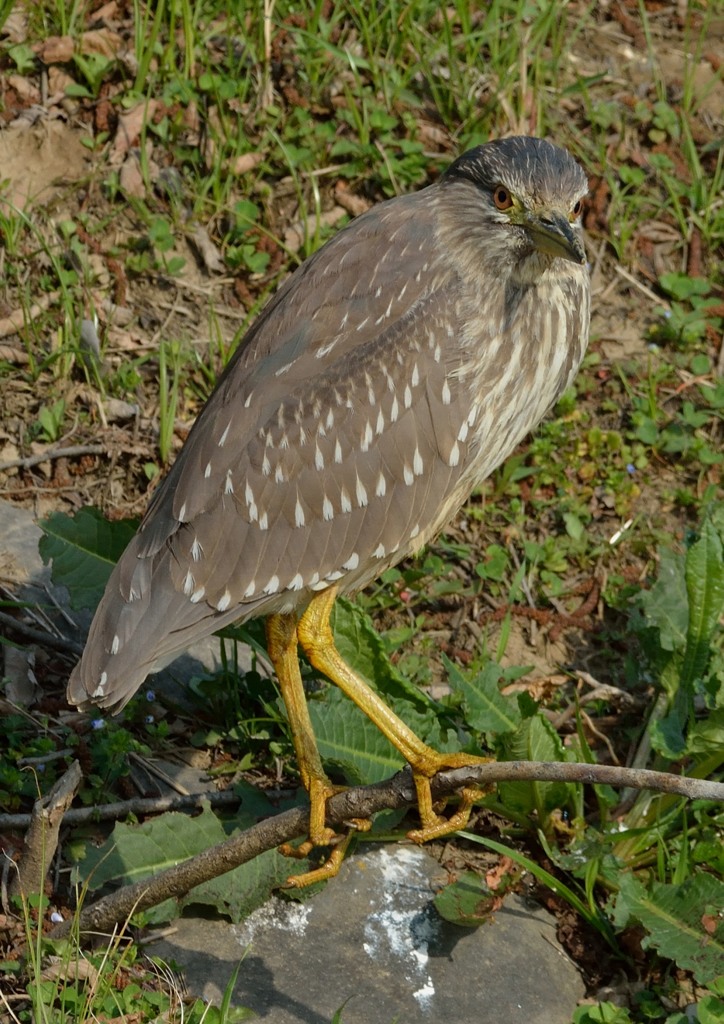 いつもの公園「ゴイサギ幼鳥」（１）