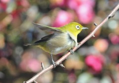 メジロ三様「羽踊」