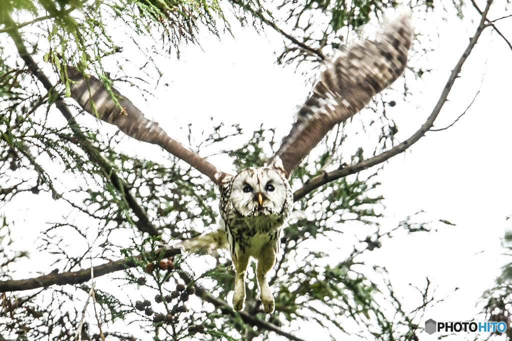 杜の人「翼の動き」（フクロウ）（３）