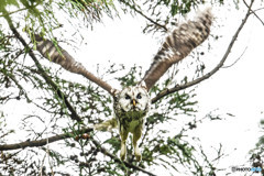 杜の人「翼の動き」（フクロウ）（３）