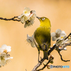 いつもの公園「黄金の春鳥」