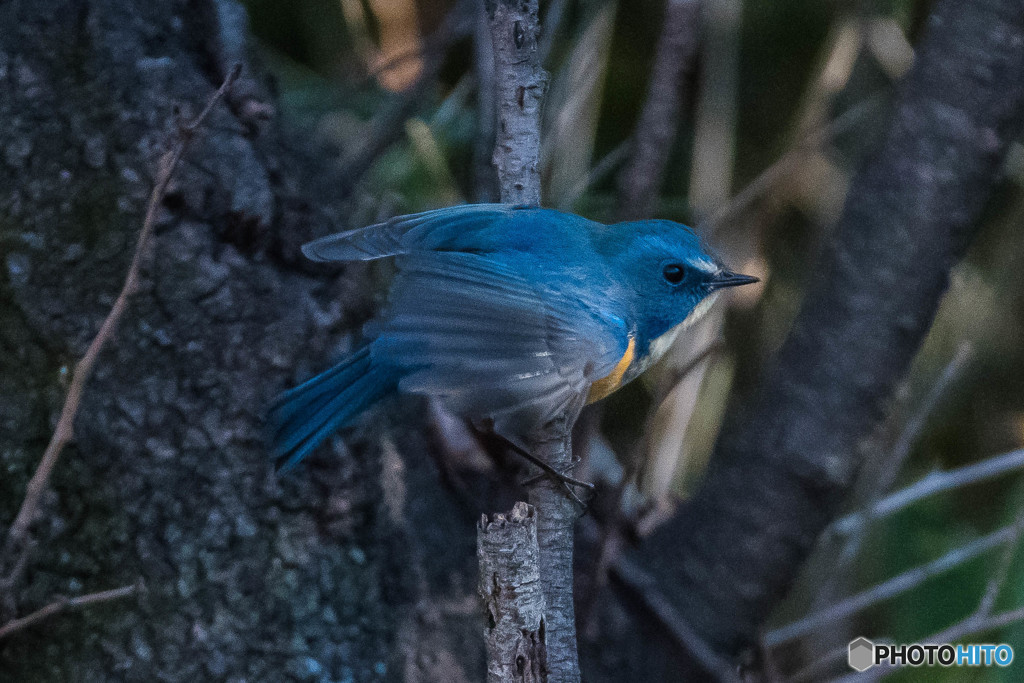 青い鳥をみつけました。（ルリビタキ）（３）