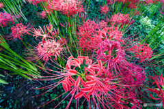 いつもの公園「華覗」