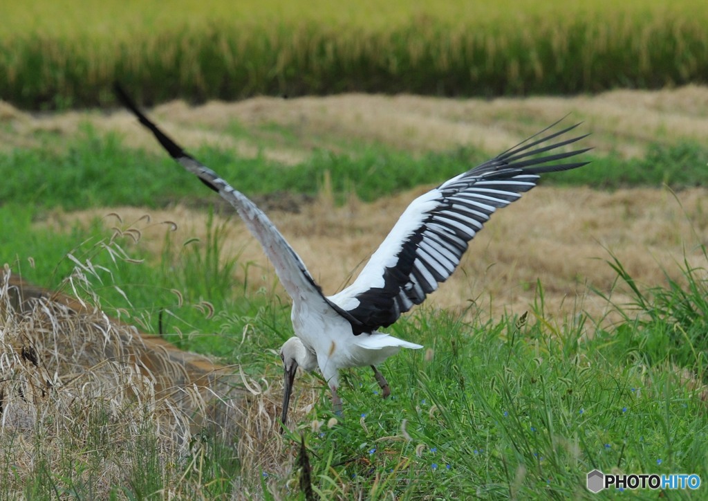 コウノトリ「翼し」