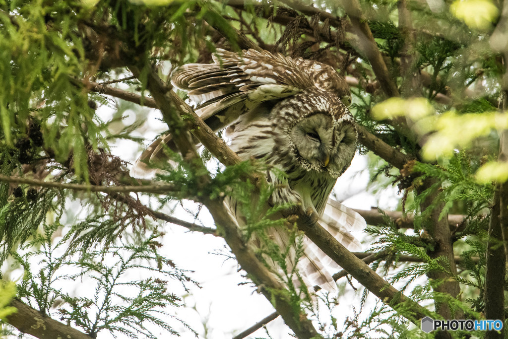 杜の人「変化」（フクロウ）（５）