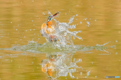 いつもの公園　水爆弾「ドカンッ」