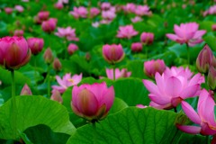 古代ハスの里にて６－６「初夏華遊」