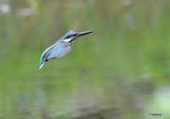 いつもの公園「カワセミ」（１）