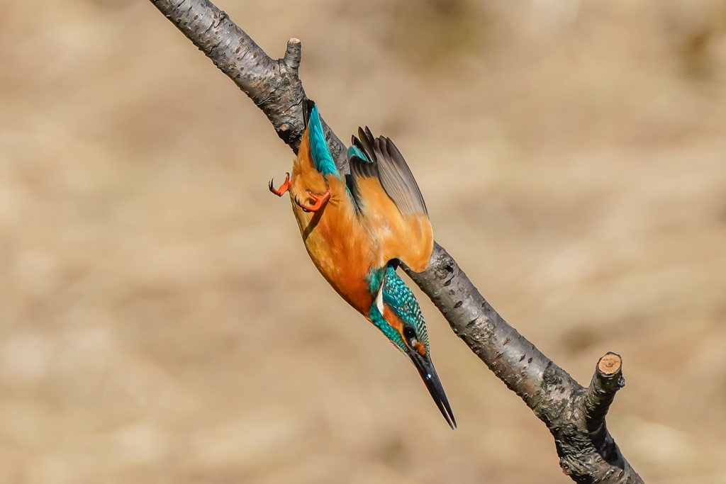 いつもの公園「試技」（１）