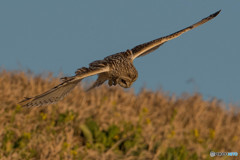 何を探しているのでしょうか？（１）