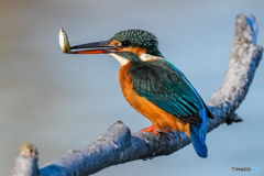 いつもの公園「とれとれピチピチ」