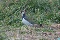 タゲリ二題（１）