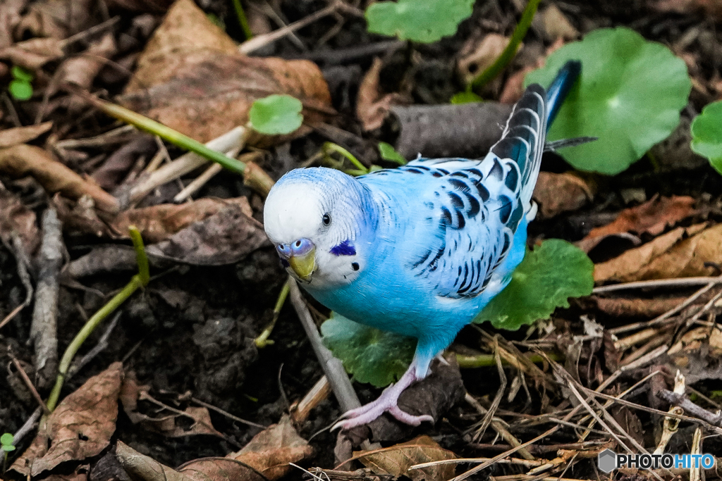 いつもの公園「珍客」