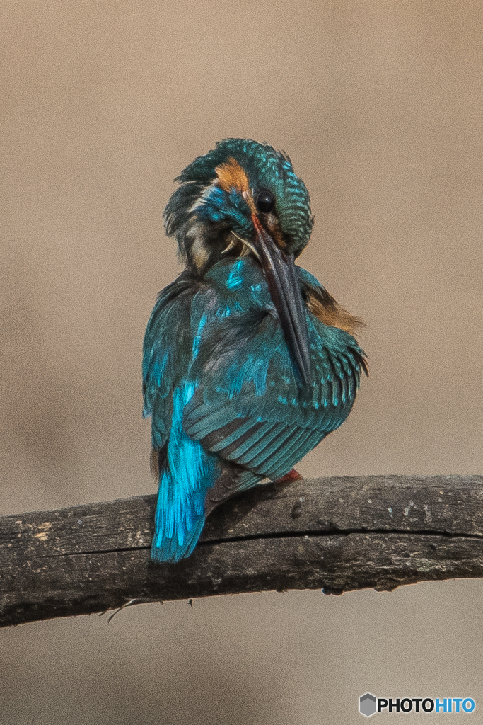 いつもの公園「ひとり者のようです」（カワセミ）