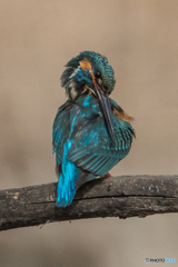 いつもの公園「ひとり者のようです」（カワセミ）