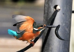 今朝、いつもの公園続き８－４「ゲッチュ」
