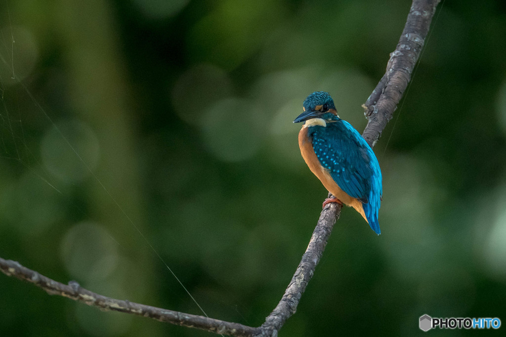 隣町の公園「秋景カワセミ池」（5）