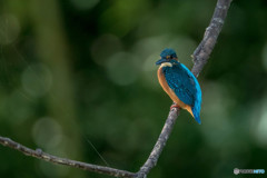隣町の公園「秋景カワセミ池」（5）