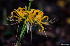 秋、曼殊沙華（１）