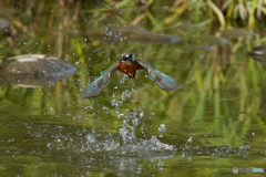 いつもの公園「水柱」（２）