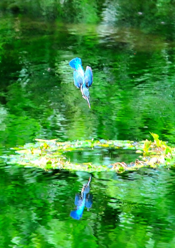 森の翡翠（ヒスイ）（２）８－６「一直線に」