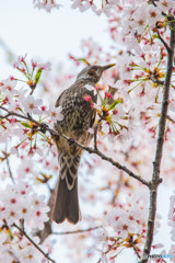 サクラヒヨドリ（２）権現堂公園