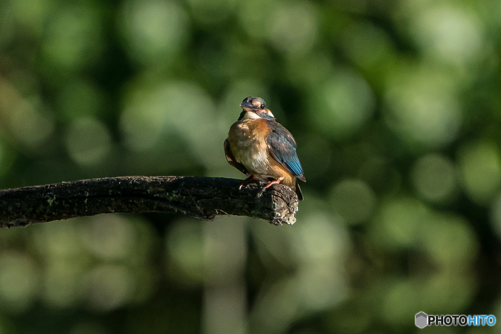 暑い朝（SEL200600G初撮り）（カワセミ）
