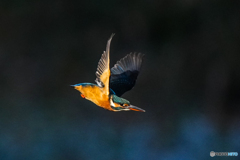 いつもの公園「午後から」