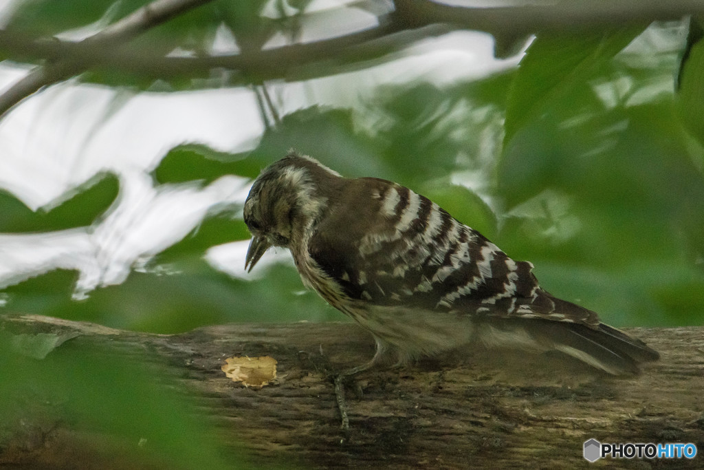 いつもの公園「啄木鳥（キツツキ）」（コゲラ）（４）