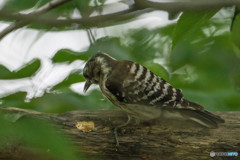 いつもの公園「啄木鳥（キツツキ）」（コゲラ）（４）