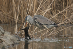いつもの公園　アオサギ五態（１）