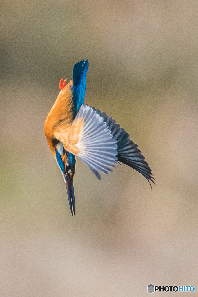 いつもの公園「鮮やかに」