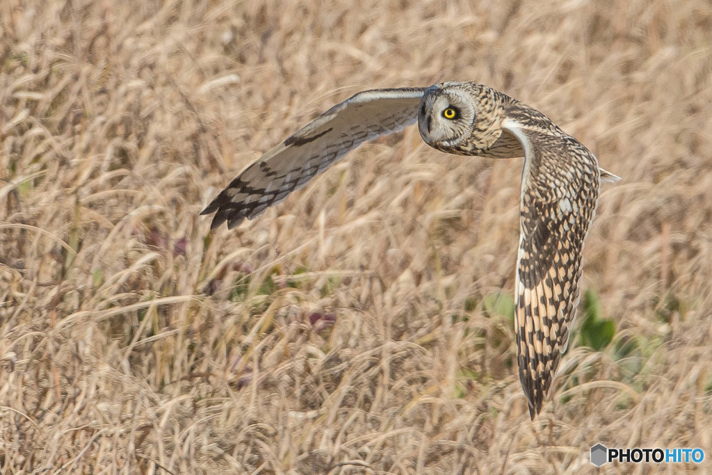 コミミフィールド「眼前通過」（２）