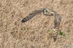 コミミフィールド「眼前通過」（２）