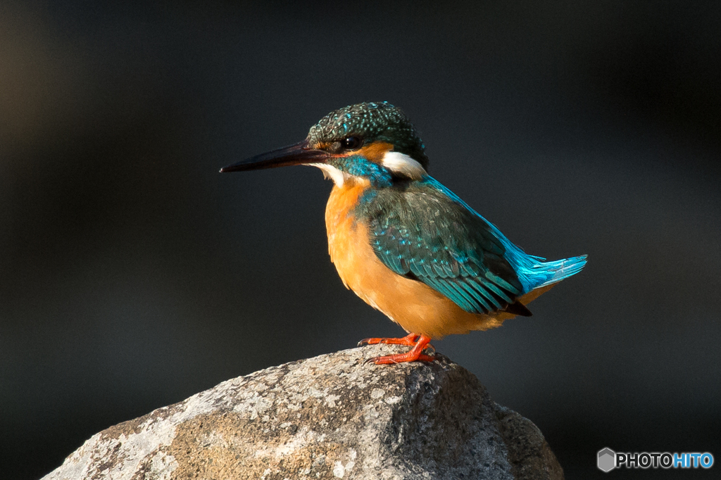 カワセミ（４）