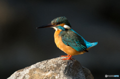 カワセミ（４）