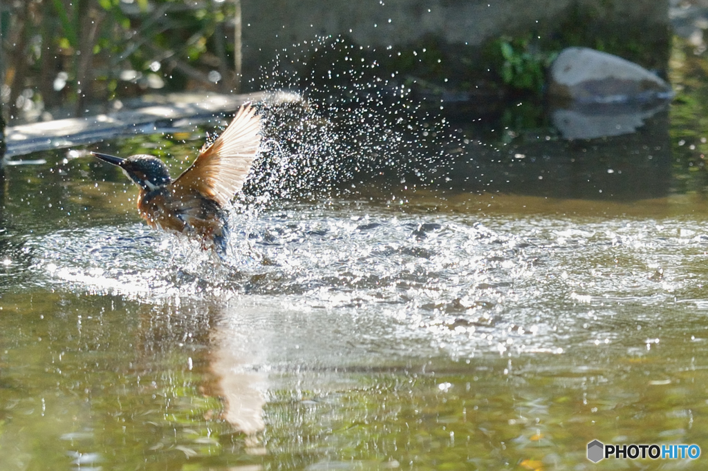 隣町の公園「カワセミ日記」（５）水遊び
