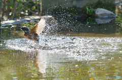 隣町の公園「カワセミ日記」（５）水遊び