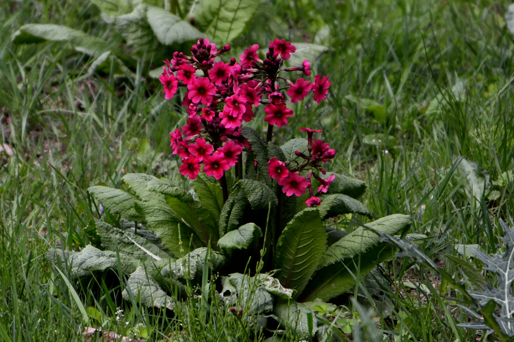 魅せられてクリンソウ「妖華」