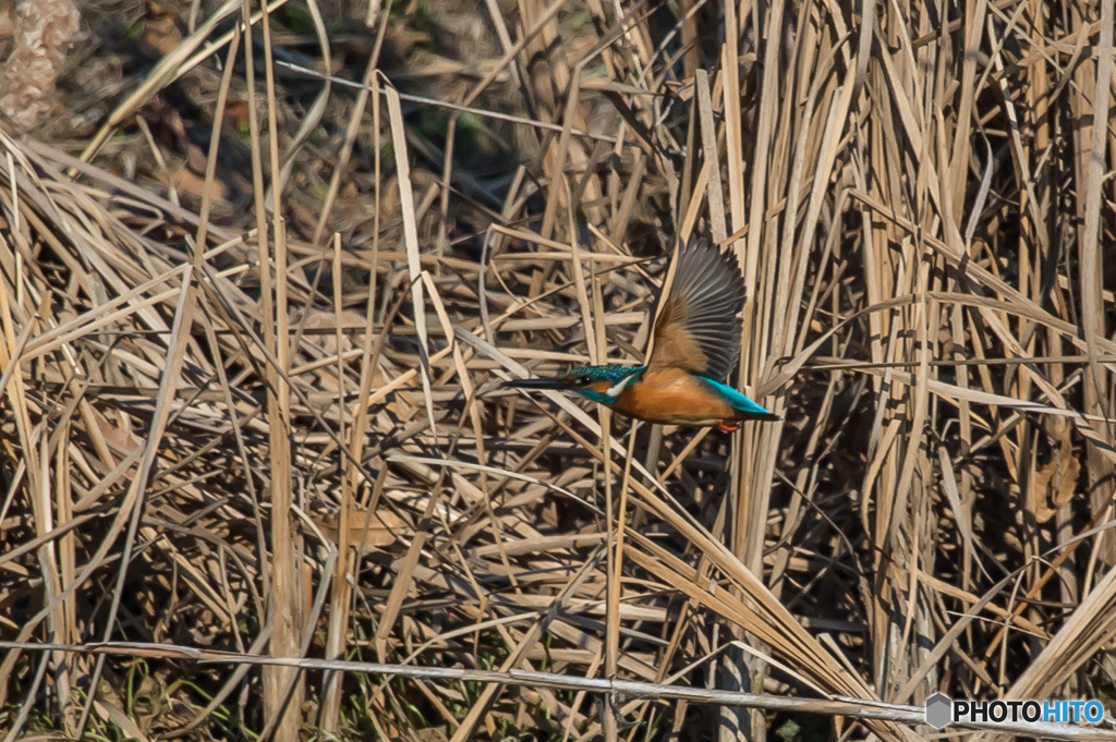 いつもの公園「穏やかに」（１）