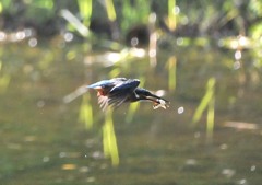 久々にカワセミ　６－５「お気に入りの場所へ」