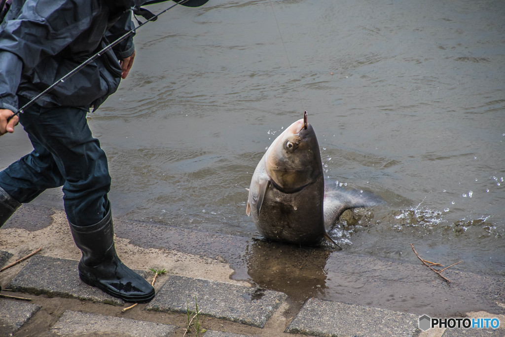 １０５センチ、３０キロ（ハクレン）（２）
